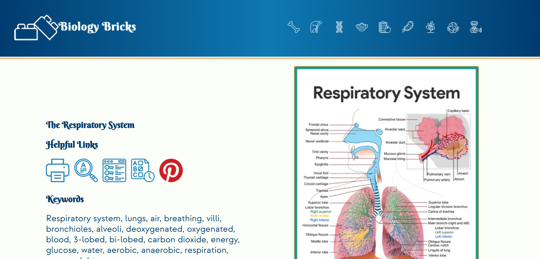 Biology Bricks standard webpage layout